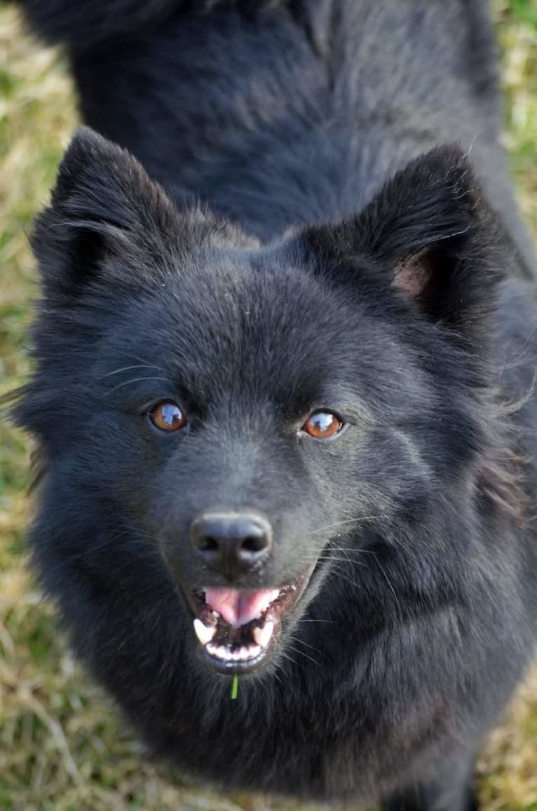 Herding Instinct's Rally-Tjejen, a Swedish Lapphund tested with EmbarkVet.com