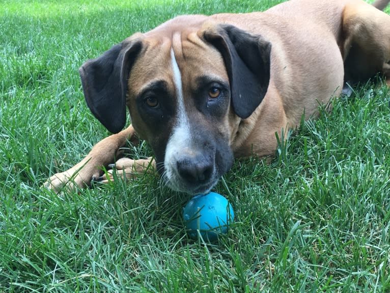 Buster, a Labrador Retriever and Beagle mix tested with EmbarkVet.com