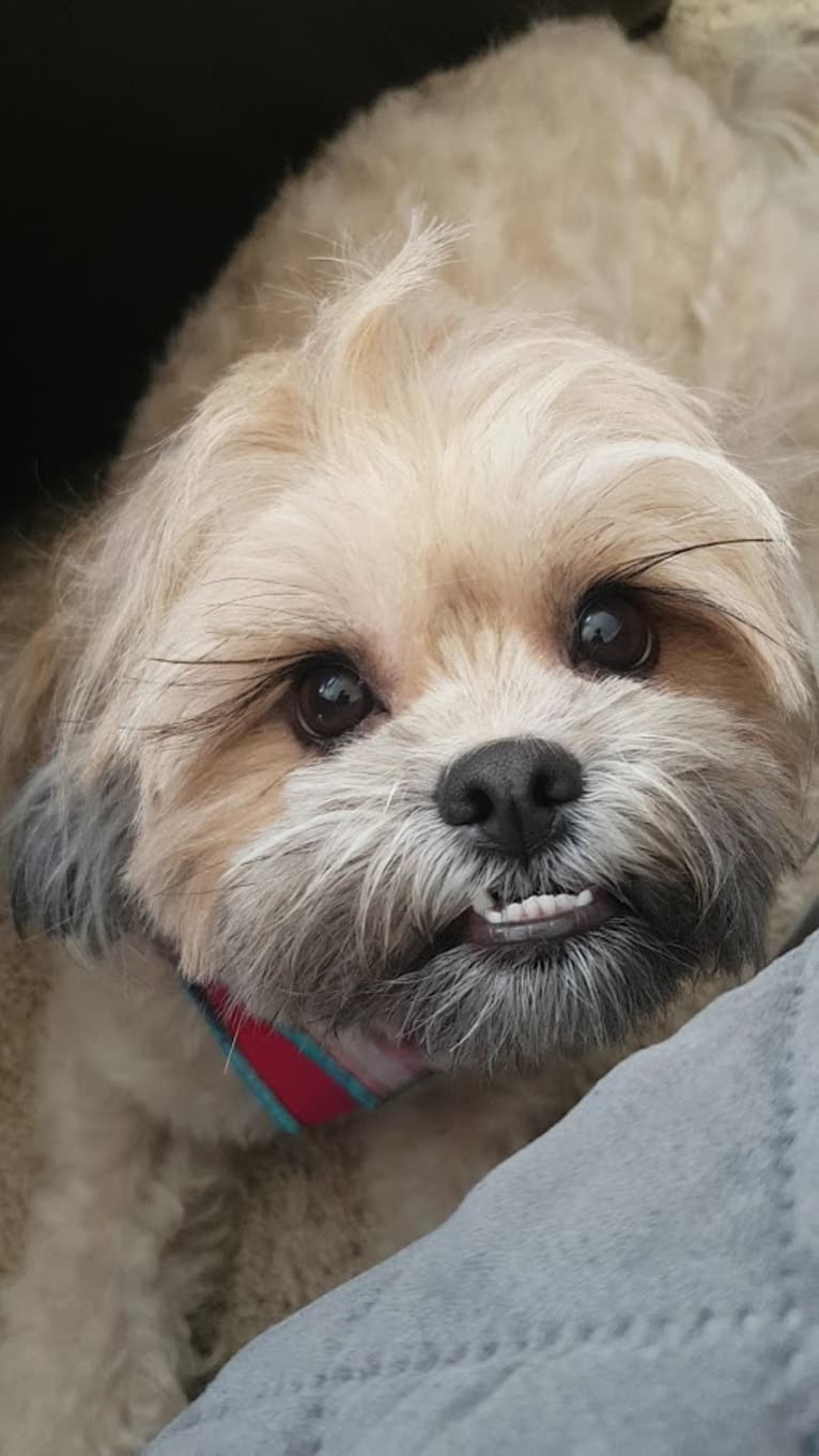 Mochi, a Shih Tzu and Poodle (Small) mix tested with EmbarkVet.com