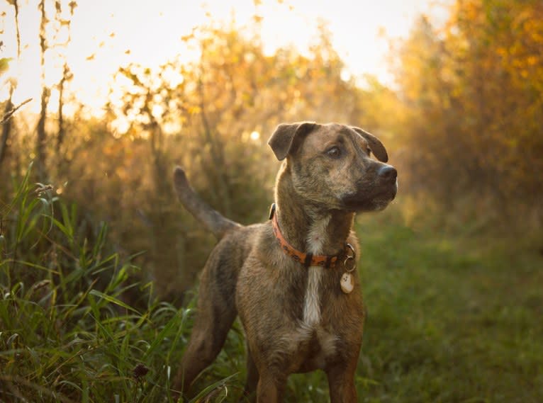 Boston, an American Pit Bull Terrier and Saint Bernard mix tested with EmbarkVet.com