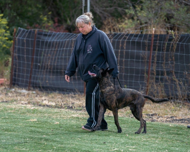 Static, a Dutch Shepherd tested with EmbarkVet.com