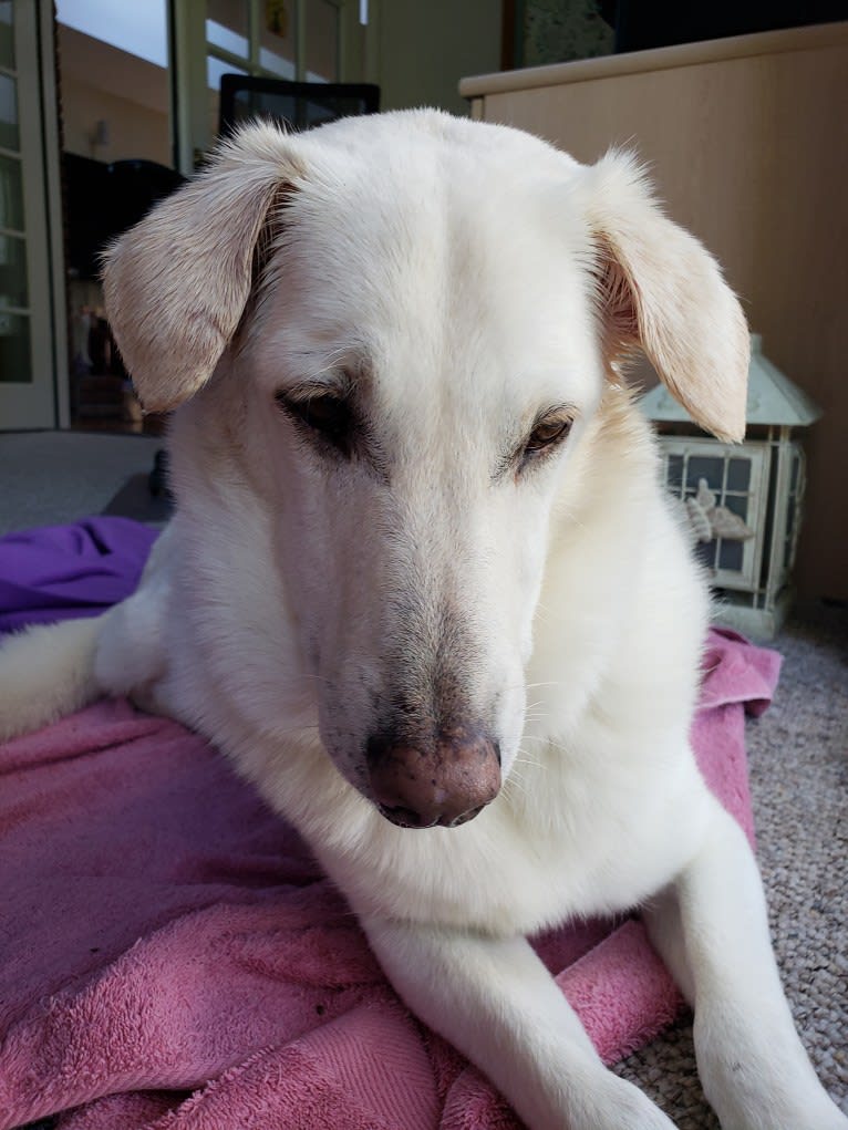 Finn, a Southeast Asian Village Dog tested with EmbarkVet.com