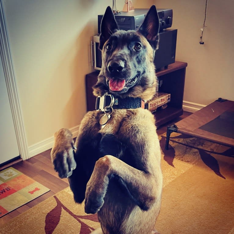 Hugo, a Belgian Malinois and Dutch Shepherd mix tested with EmbarkVet.com