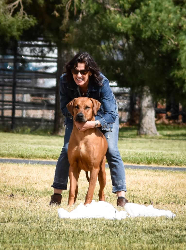 Hughie, a Rhodesian Ridgeback tested with EmbarkVet.com