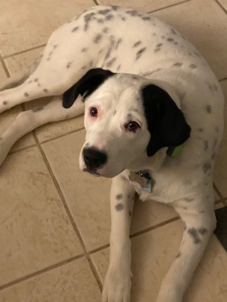 RIVER, a Great Pyrenees and Boxer mix tested with EmbarkVet.com