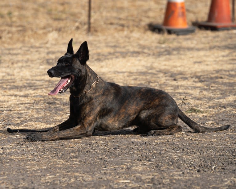 Static, a Dutch Shepherd tested with EmbarkVet.com