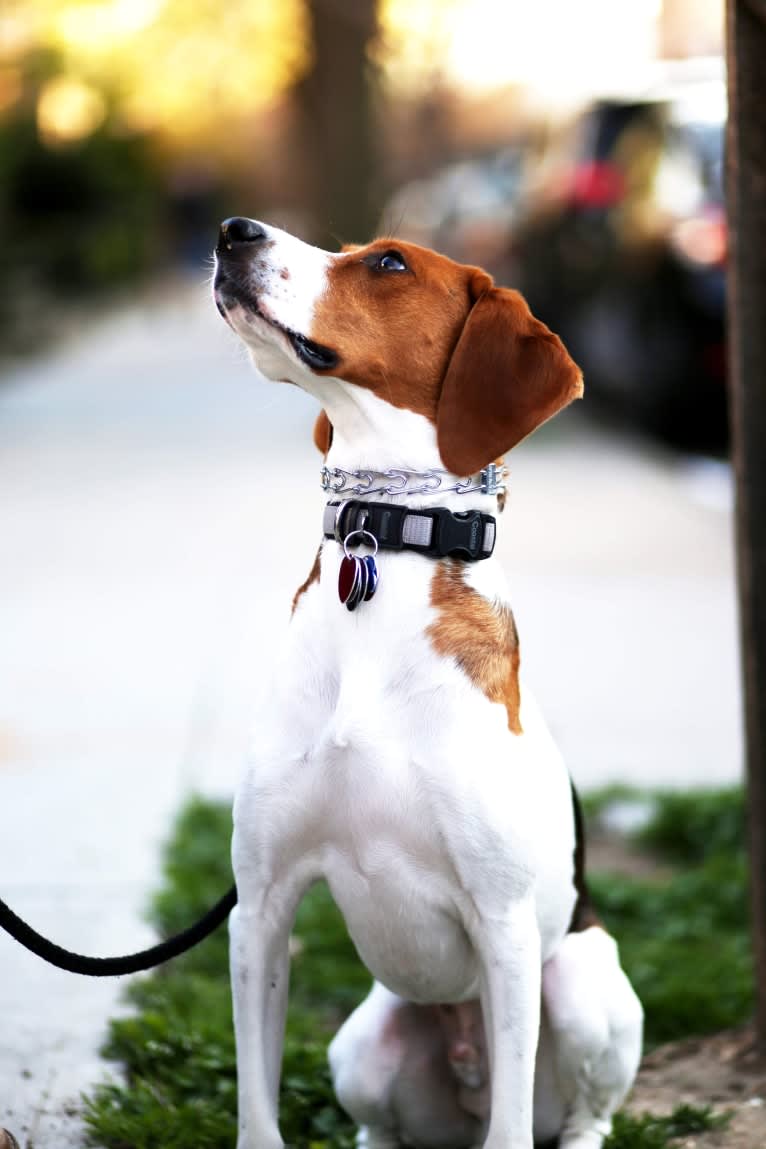 Jonathan, an American Foxhound and Treeing Walker Coonhound mix tested with EmbarkVet.com