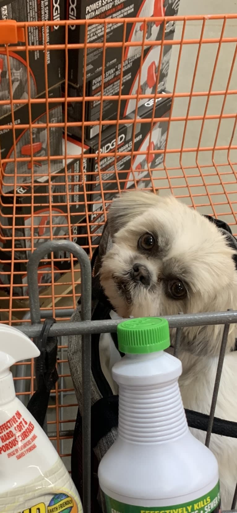 Lucy, a Shih Tzu tested with EmbarkVet.com