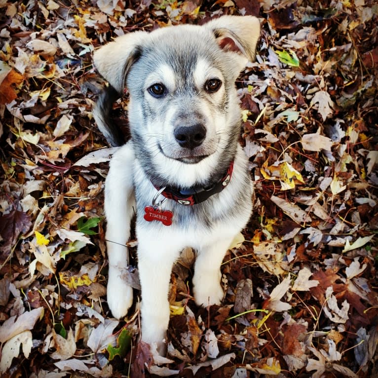 Timber, a Siberian Husky and American Bulldog mix tested with EmbarkVet.com