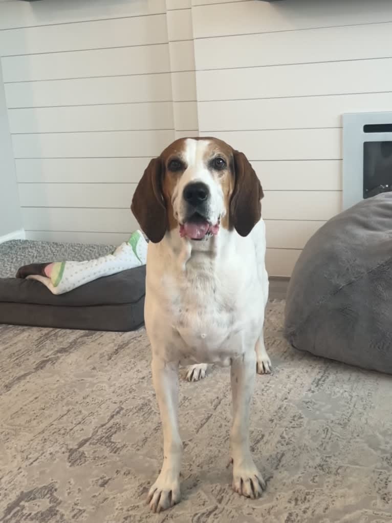 Glenn, a Treeing Walker Coonhound tested with EmbarkVet.com