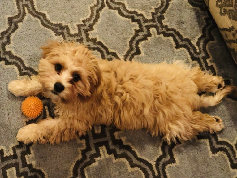 Jax, a Cavalier King Charles Spaniel and Havanese mix tested with EmbarkVet.com