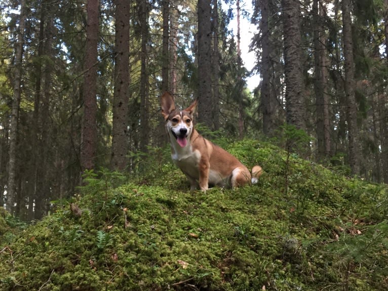 Bella, an Eastern European Village Dog tested with EmbarkVet.com