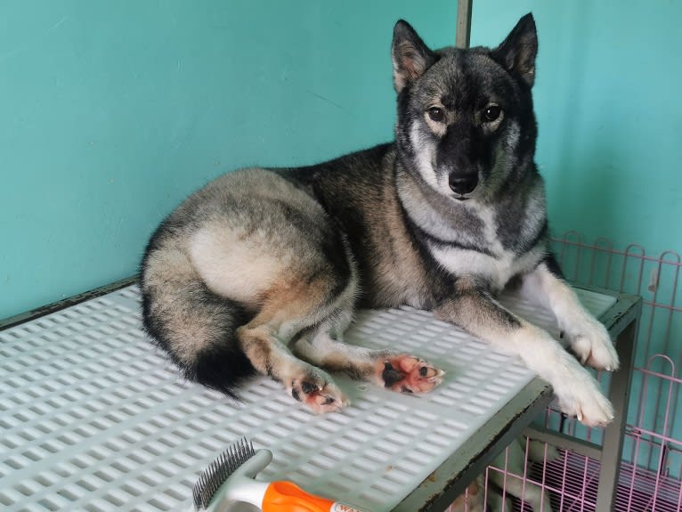 Beauty, a Siberian Husky tested with EmbarkVet.com