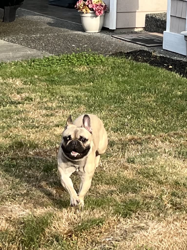 Bear, a French Bulldog and Bulldog mix tested with EmbarkVet.com