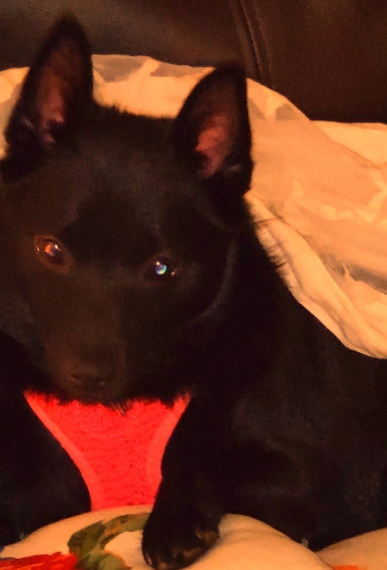 Zala or Txiki, a Schipperke tested with EmbarkVet.com