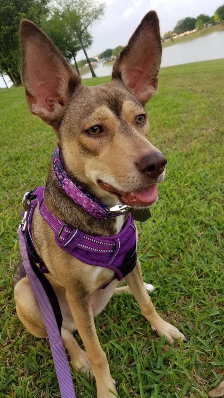 Luna Astrid, a Siberian Husky and American Pit Bull Terrier mix tested with EmbarkVet.com