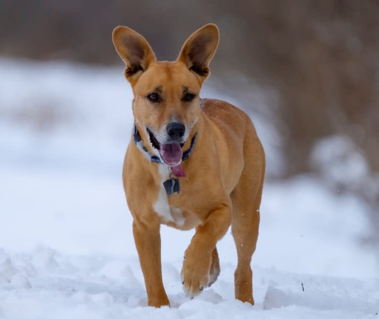 Rosie, an American Pit Bull Terrier and Siberian Husky mix tested with EmbarkVet.com