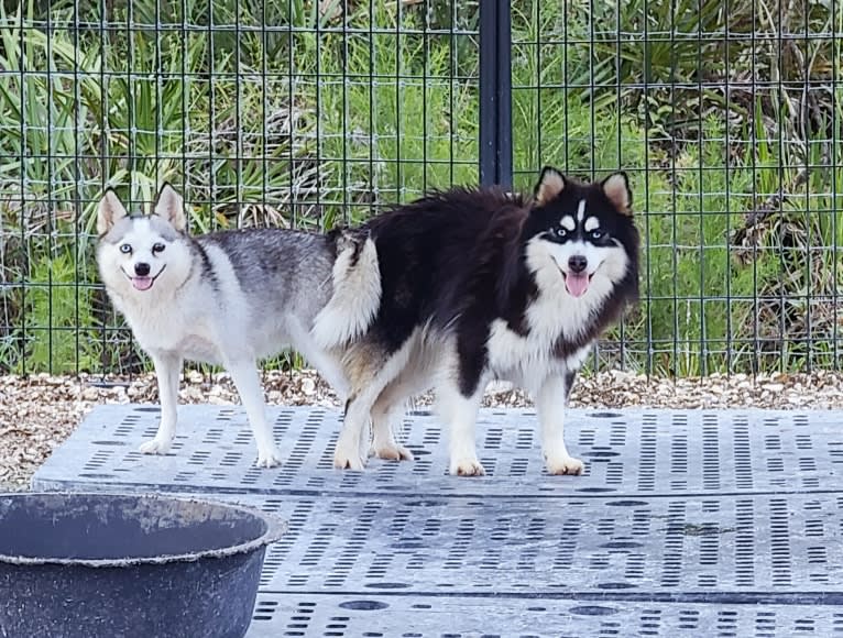 Kiro, a Pomsky tested with EmbarkVet.com