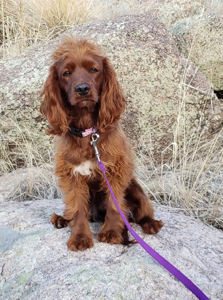 Bree, a Poodle (Small) and Cocker Spaniel mix tested with EmbarkVet.com