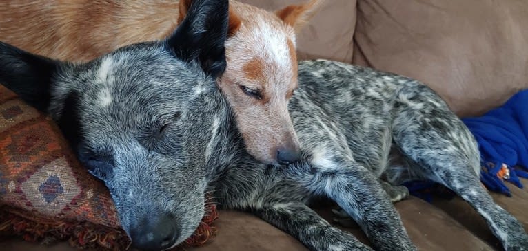 Zip, an Australian Cattle Dog tested with EmbarkVet.com