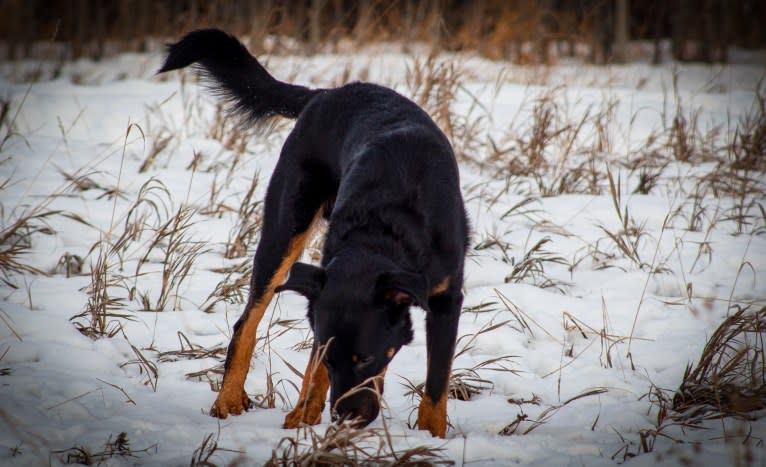 Thanos le Coeur Pur S CA SD-A-SP SDN TT, a Beauceron tested with EmbarkVet.com