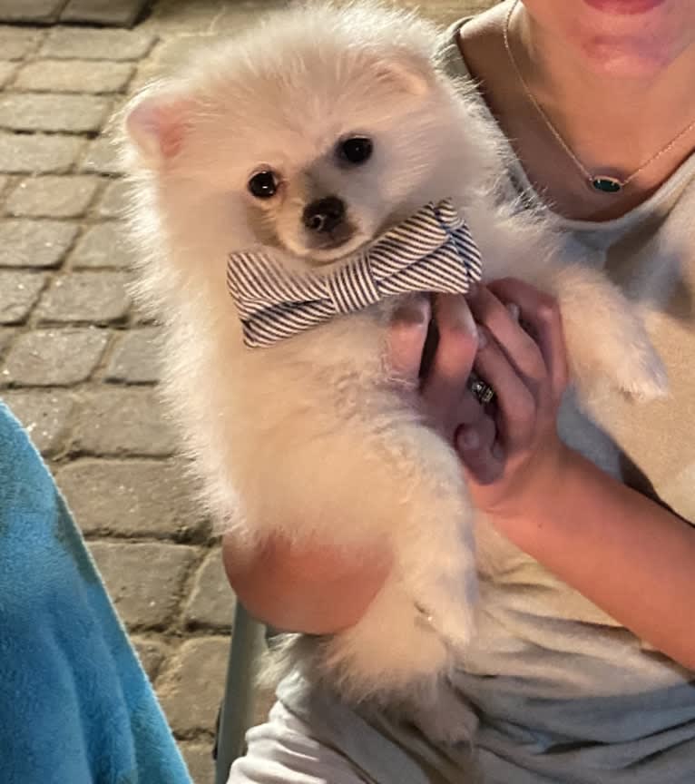 Koda, a Pomeranian tested with EmbarkVet.com