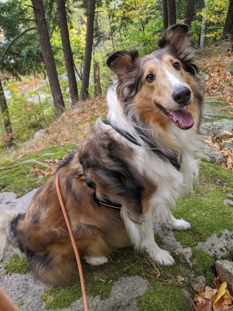 Valentino, a Shetland Sheepdog tested with EmbarkVet.com