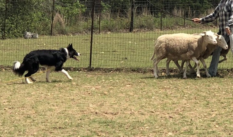 Shine On’s A Great Deal of Bravery “Neville”, a Border Collie tested with EmbarkVet.com