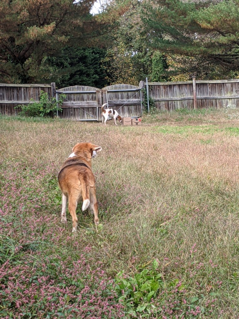 Brie, an American Foxhound tested with EmbarkVet.com