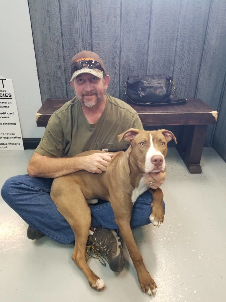 Cooper, an American Pit Bull Terrier and American Staffordshire Terrier mix tested with EmbarkVet.com