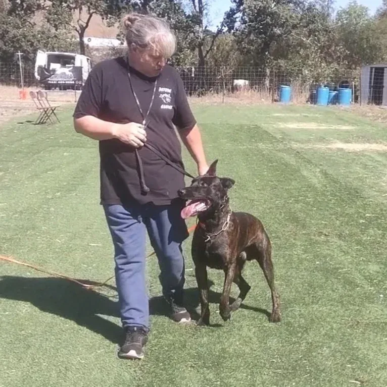 Static, a Dutch Shepherd tested with EmbarkVet.com