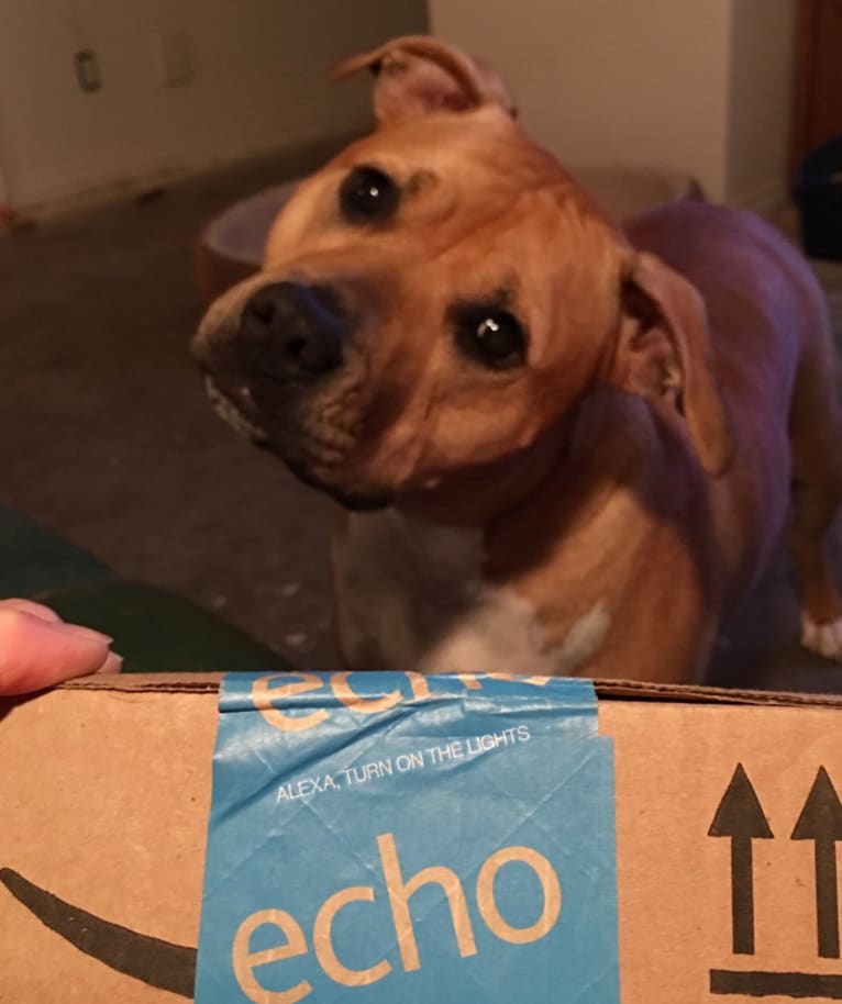 ECHO, a Staffordshire Terrier tested with EmbarkVet.com
