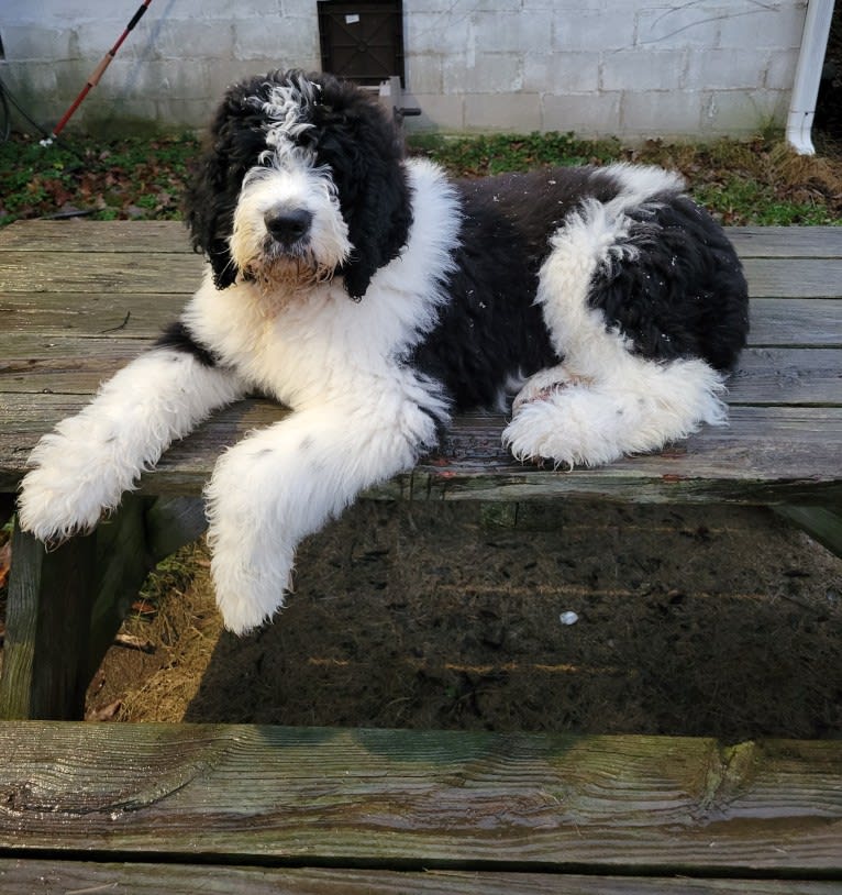 Harlan, a Poodle (Standard) and Saint Bernard mix tested with EmbarkVet.com