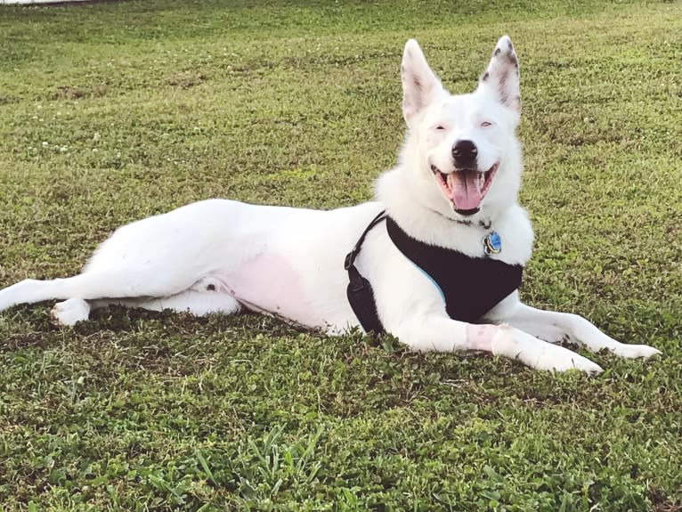 Finn, an Australian Cattle Dog and Australian Shepherd mix tested with EmbarkVet.com