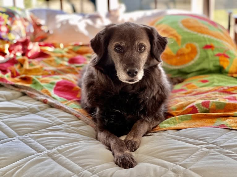 Remmy, a Beagle and Poodle (Small) mix tested with EmbarkVet.com