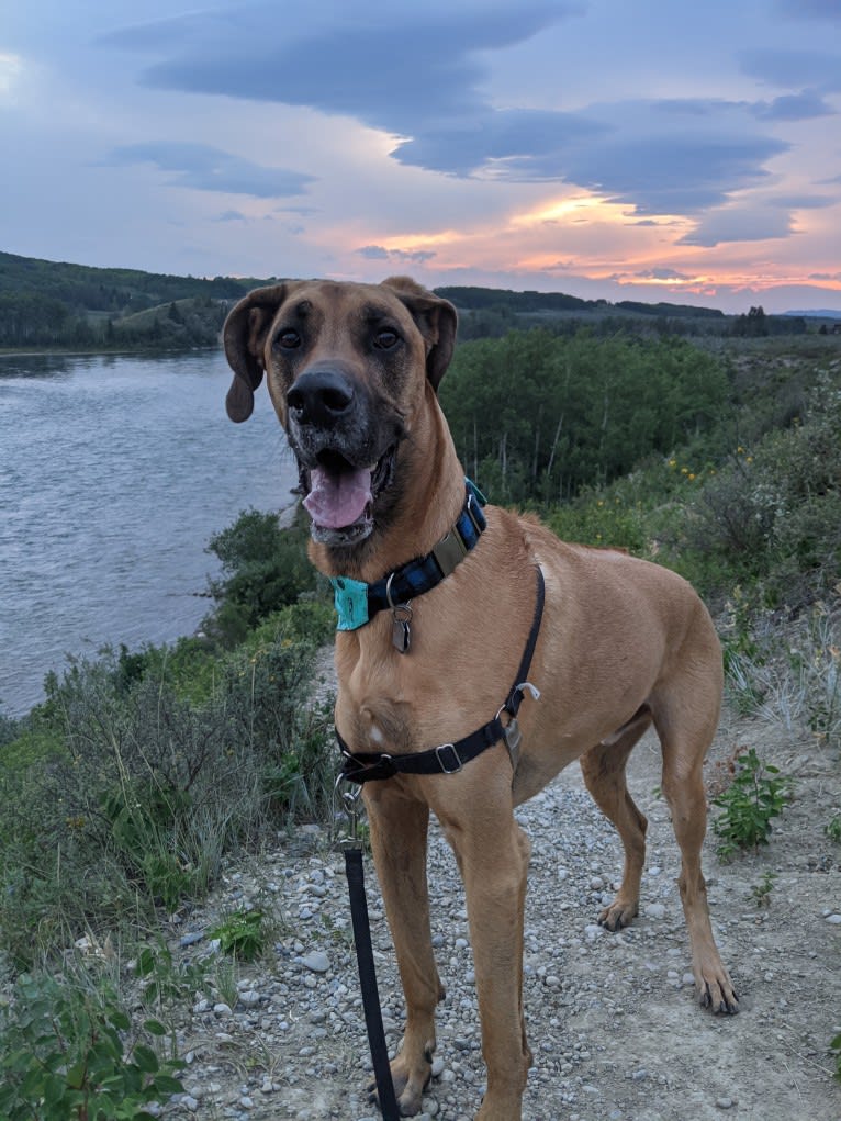 Boomer, a Great Dane and German Shepherd Dog mix tested with EmbarkVet.com