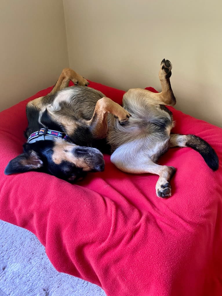 Cody, a Rat Terrier and Cocker Spaniel mix tested with EmbarkVet.com