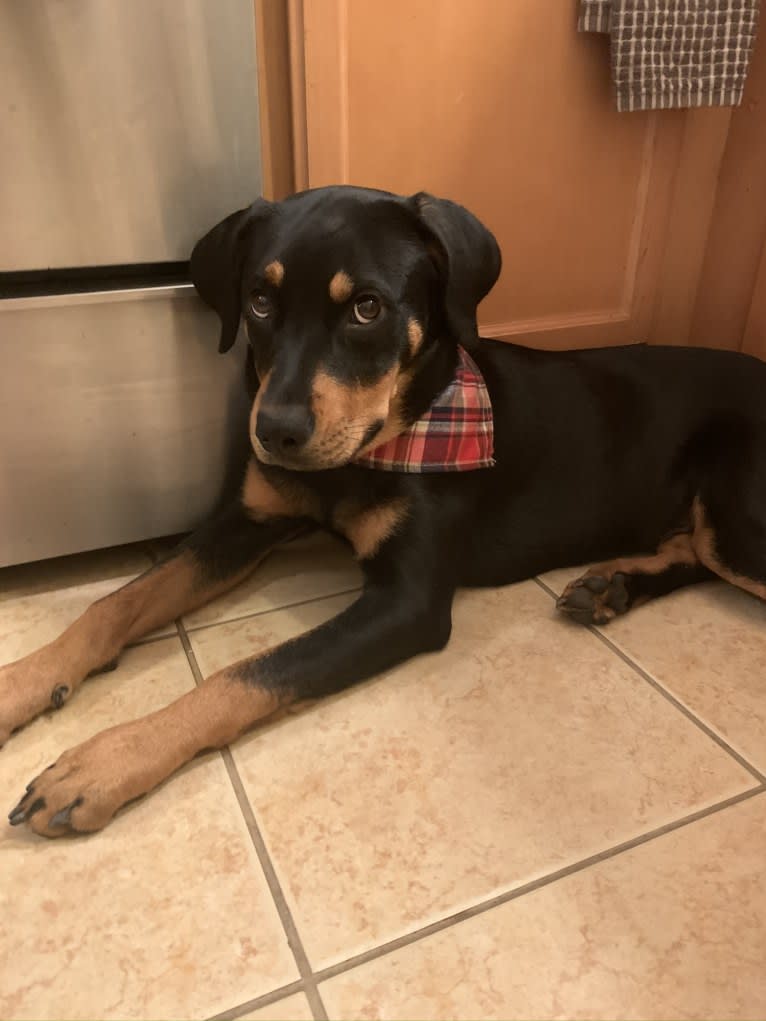 Lucy, a Rottweiler and Labrador Retriever mix tested with EmbarkVet.com