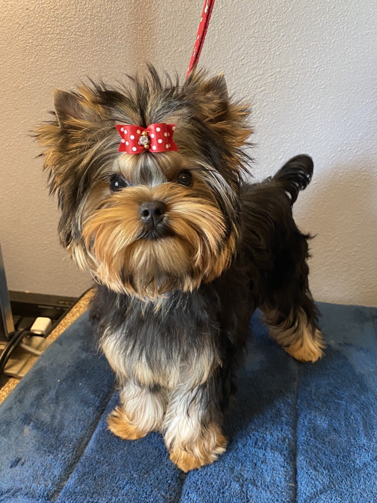 Taliya, a Yorkshire Terrier tested with EmbarkVet.com
