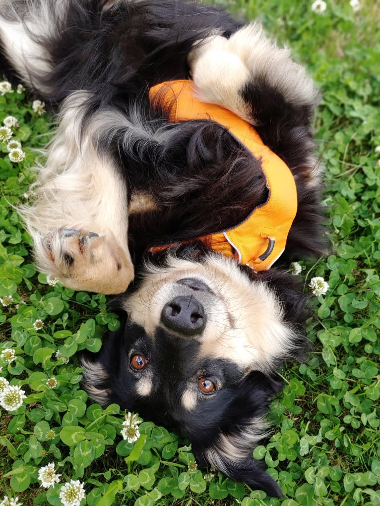 Maple, an English Shepherd tested with EmbarkVet.com