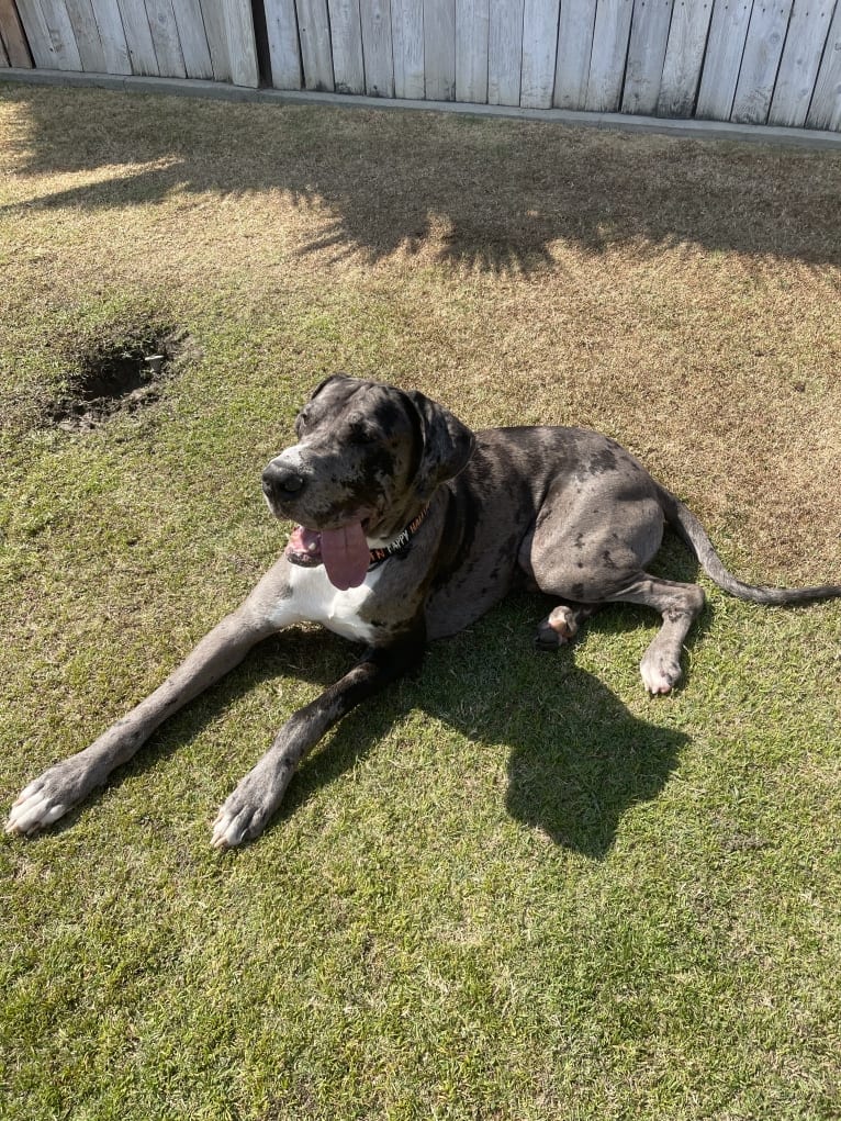 Blue, a Great Dane tested with EmbarkVet.com