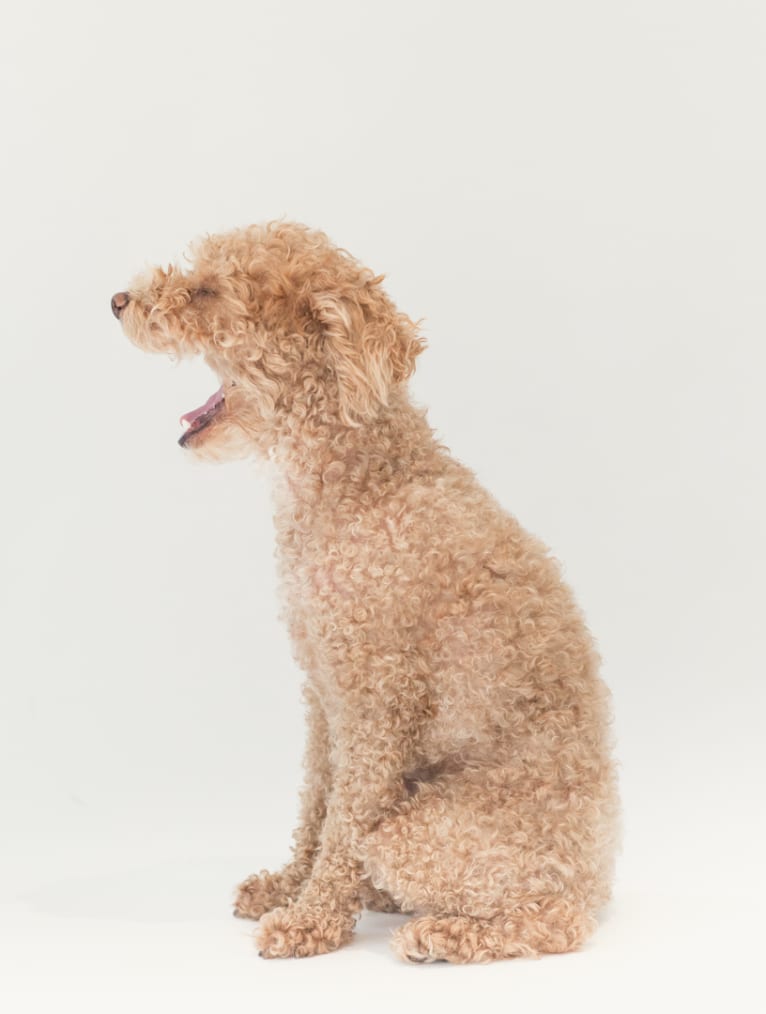 Lucy, a Poodle (Small) tested with EmbarkVet.com