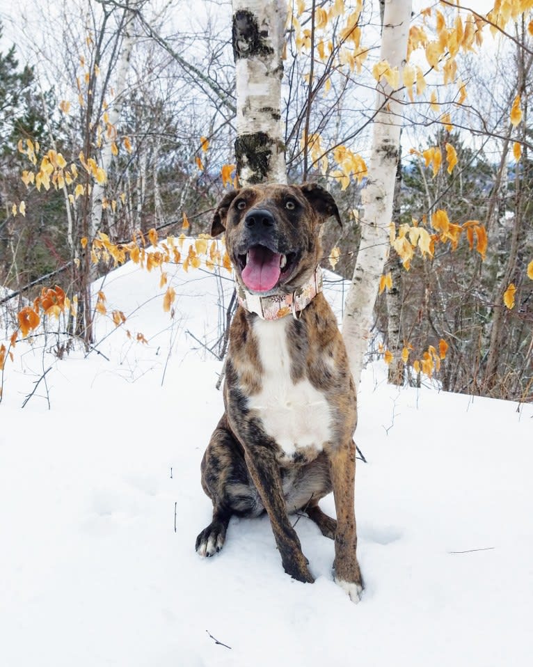 Wren, a Catahoula Leopard Dog and Rottweiler mix tested with EmbarkVet.com