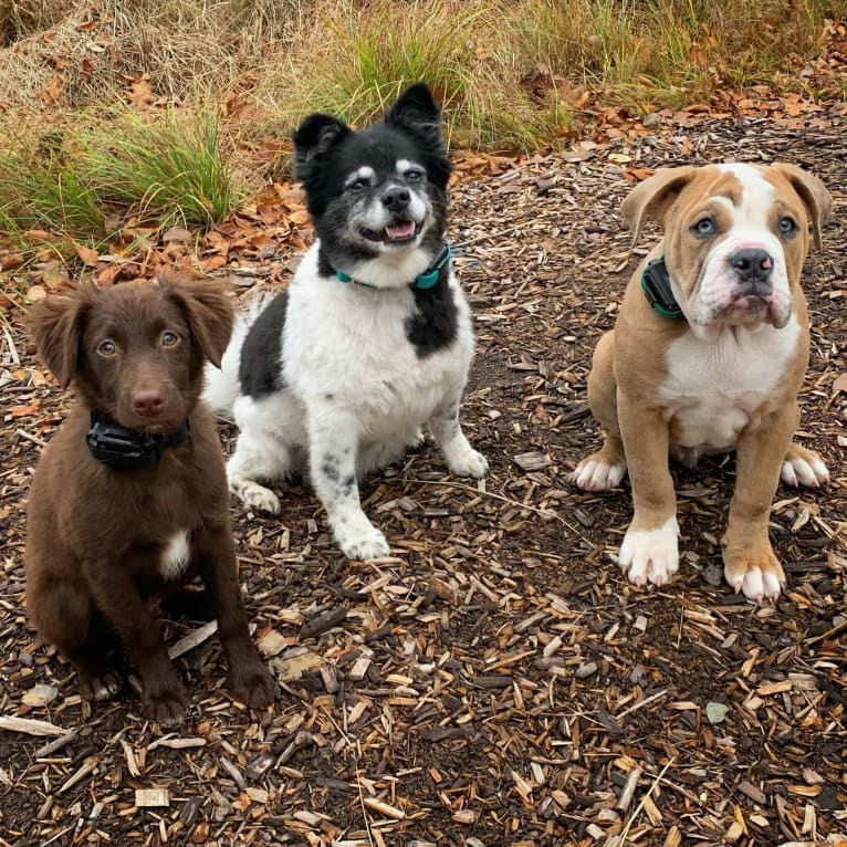 Snickers, an Australian Shepherd tested with EmbarkVet.com