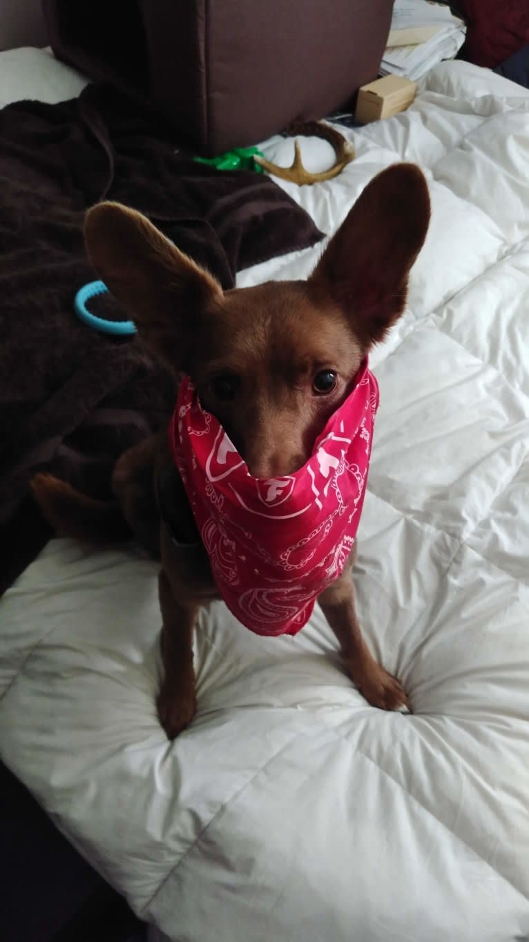 Little Red, a Russell-type Terrier and American Eskimo Dog mix tested with EmbarkVet.com