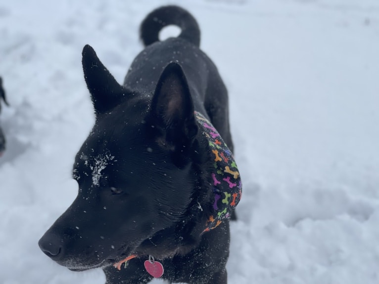 Amos, a Norwegian Elkhound and American Pit Bull Terrier mix tested with EmbarkVet.com