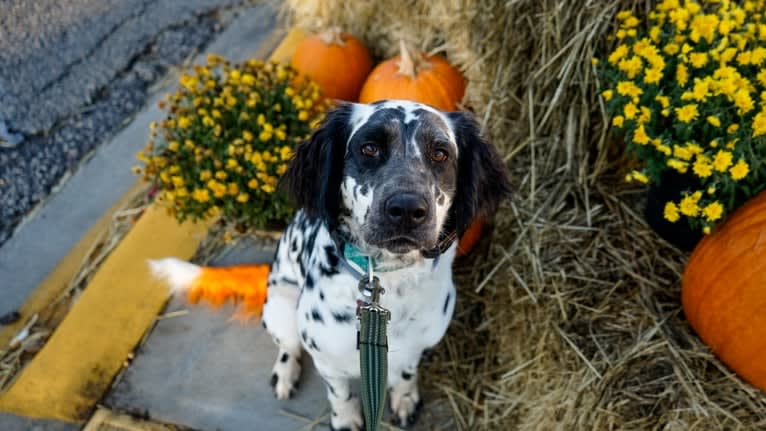 Freyja a.k.a. "Not Your Usual Suspect", a Dalmatian tested with EmbarkVet.com