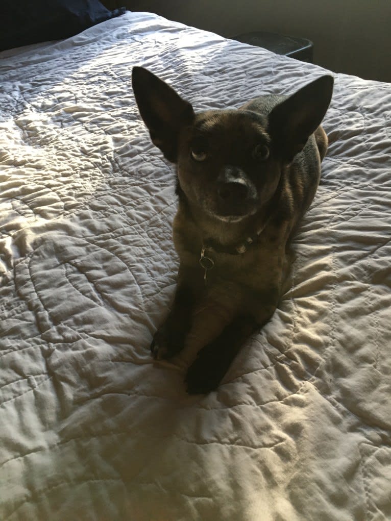 Ochi, a Chihuahua and Pomeranian mix tested with EmbarkVet.com