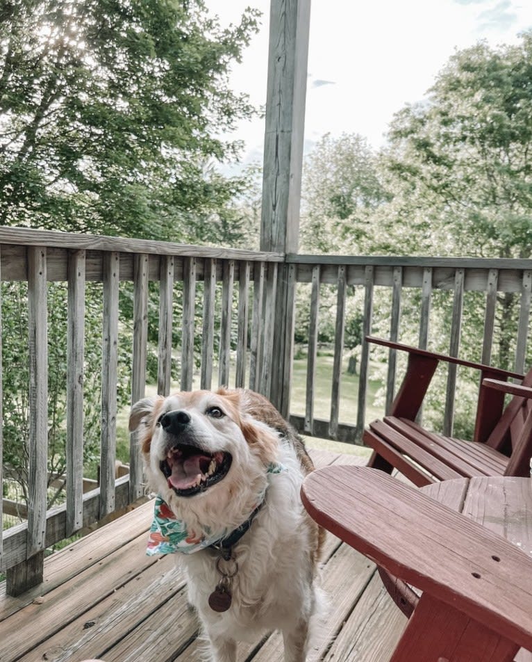 Beau, a Border Collie and Australian Cattle Dog mix tested with EmbarkVet.com