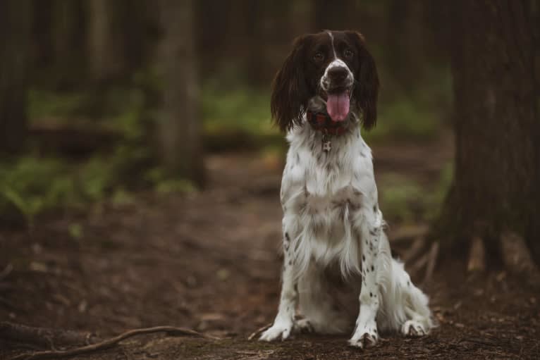 Maurann des Trois-Lacs, a French Spaniel tested with EmbarkVet.com